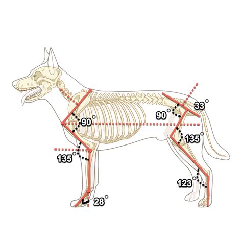 מבנה גוף של כלב